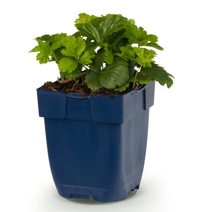Fraisier doré - 1 plant en pot de 11 cm