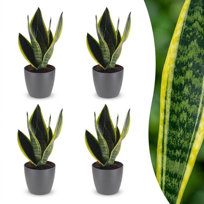 Quatre Sansevieria Futura Superba aux feuilles vert foncé marginées de jaune vif dans des cache-pots gris élégants, avec un gros plan sur
