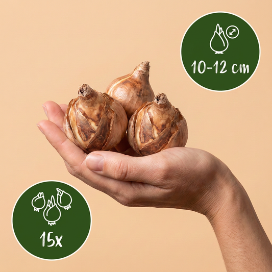 Bulbes de Narcisse 'February Gold' tenus dans une main, calibre 10-12 cm, lot de 15 bulbes.