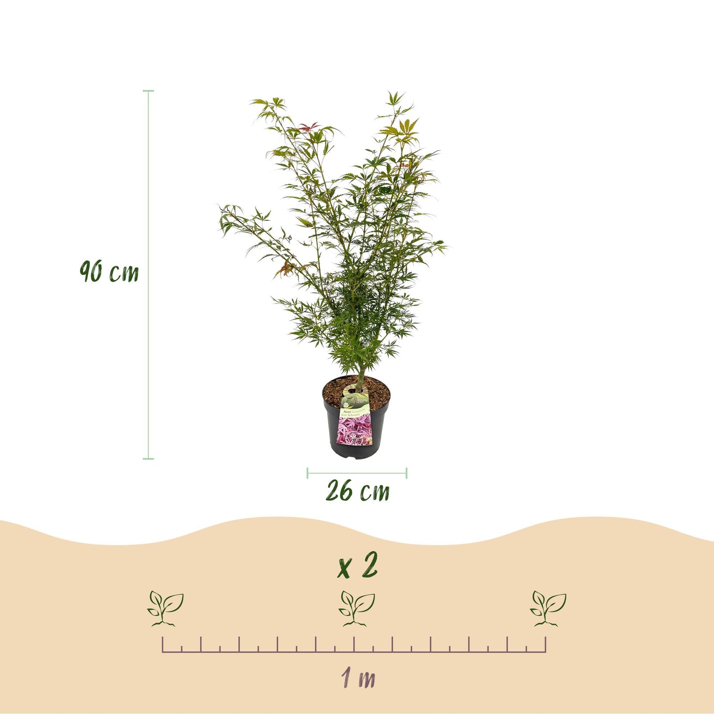 Acer palmatum Jerre Swarts. Infographie montrant les dimensions du plant (90 cm de haut, pot de 26 cm) et l'espacement de plantation de 1 mè