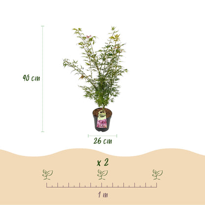 Acer palmatum Jerre Swarts. Infographie montrant les dimensions du plant (90 cm de haut, pot de 26 cm) et l'espacement de plantation de 1 mè
