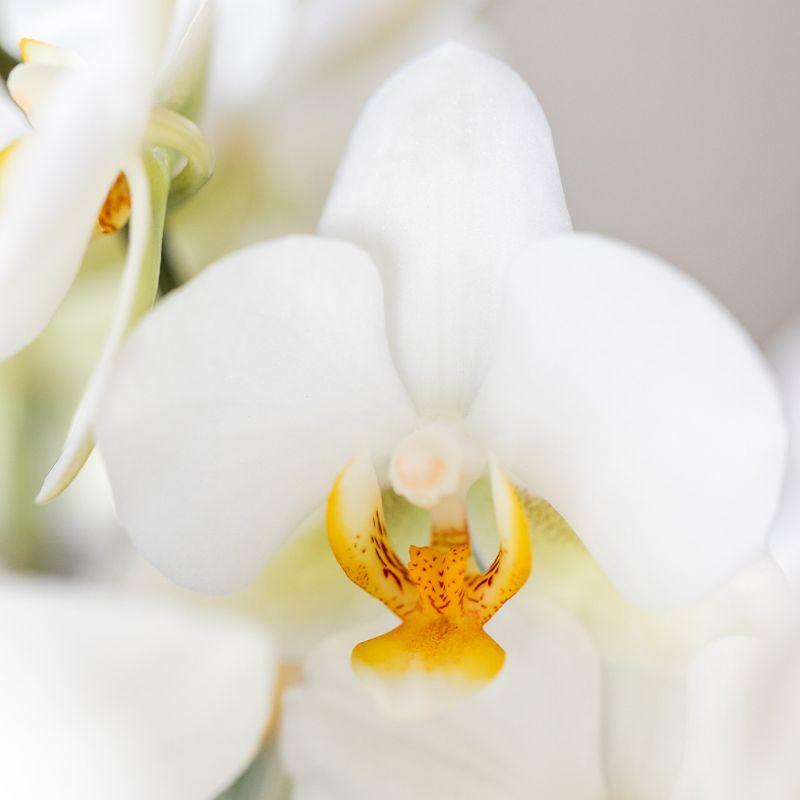 Orchidée Phalaenopsis en pot