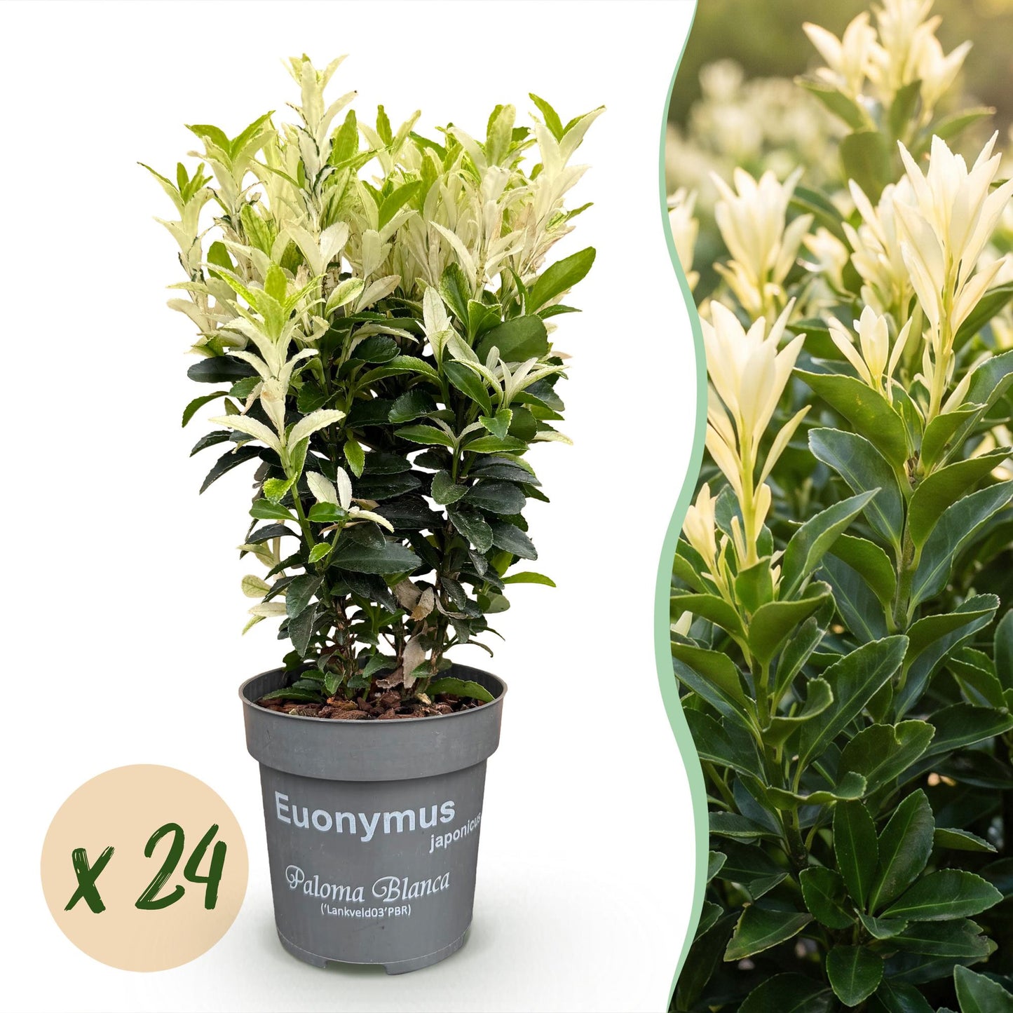 Euonymus japonica Paloma Blanca x24 en pot sur fond blanc, avec un aperçu de haie en arrière-plan, illustration de la quantité.