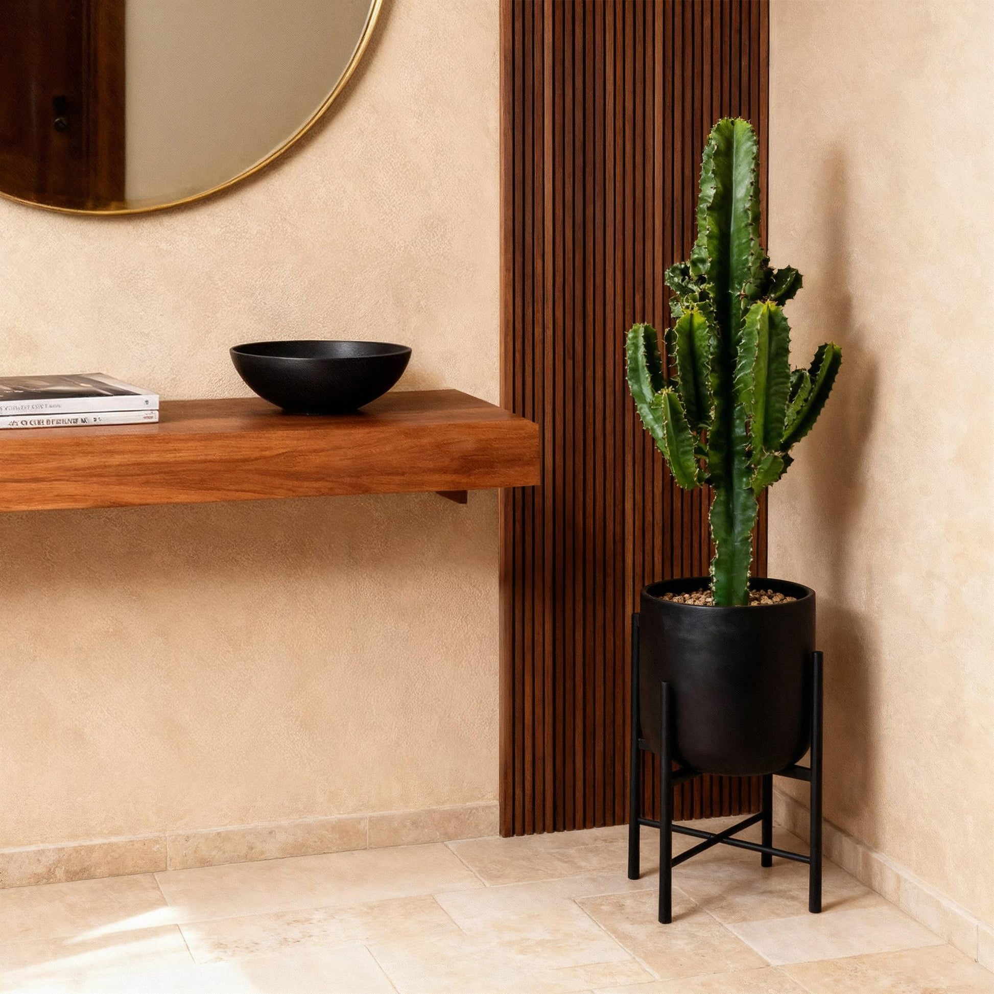 Grand Euphorbia eritrea vert foncé avec de nombreuses ramifications, présenté dans un élégant pot noir sur pied