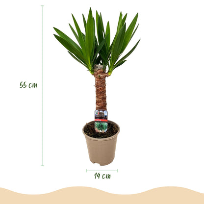 Un élégant Yucca Elephantipes avec un tronc robuste et de longues feuilles vertes, présenté dans un simple pot de 14cm