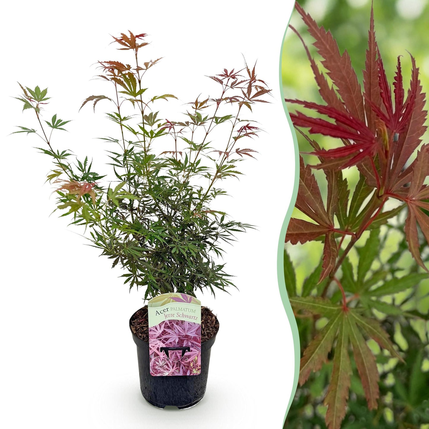 Érable du Japon 'Jerre Swarts' : jeune plant avec feuillage vert et rouge foncé, pot noir, accompagné d'un gros plan sur ses feuilles.