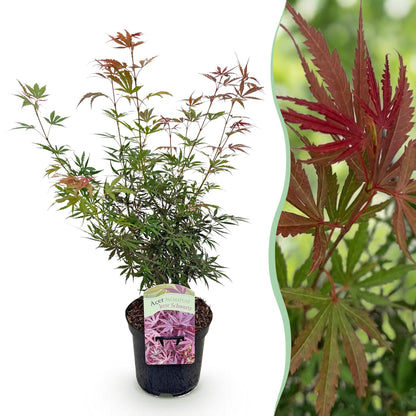 Érable du Japon 'Jerre Swarts' : jeune plant avec feuillage vert et rouge foncé, pot noir, accompagné d'un gros plan sur ses feuilles.