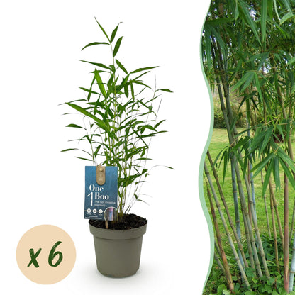 Fargesia Blue Dragon : un plant de bambou en pot de 14cm et une pastille 'x6' pour le lot. À droite, un aperçu d'une haie de bambous adultes