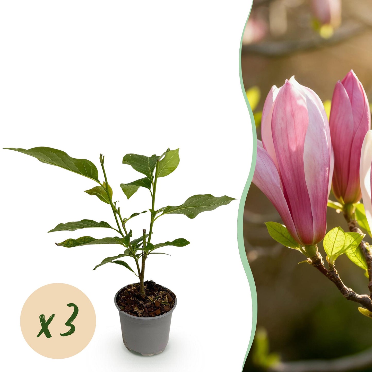 Magnolia Ricki : jeune plant en pot accompagné d'une photo de ses fleurs roses éclatantes, avec bulle 'x 3' indiquant la quantité.