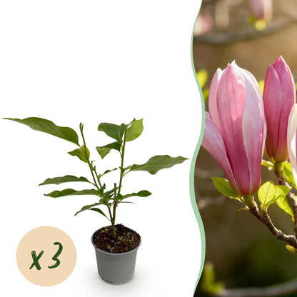 Magnolia Ricki : jeune plant en pot accompagné d'une photo de ses fleurs roses éclatantes, avec bulle 'x 3' indiquant la quantité.