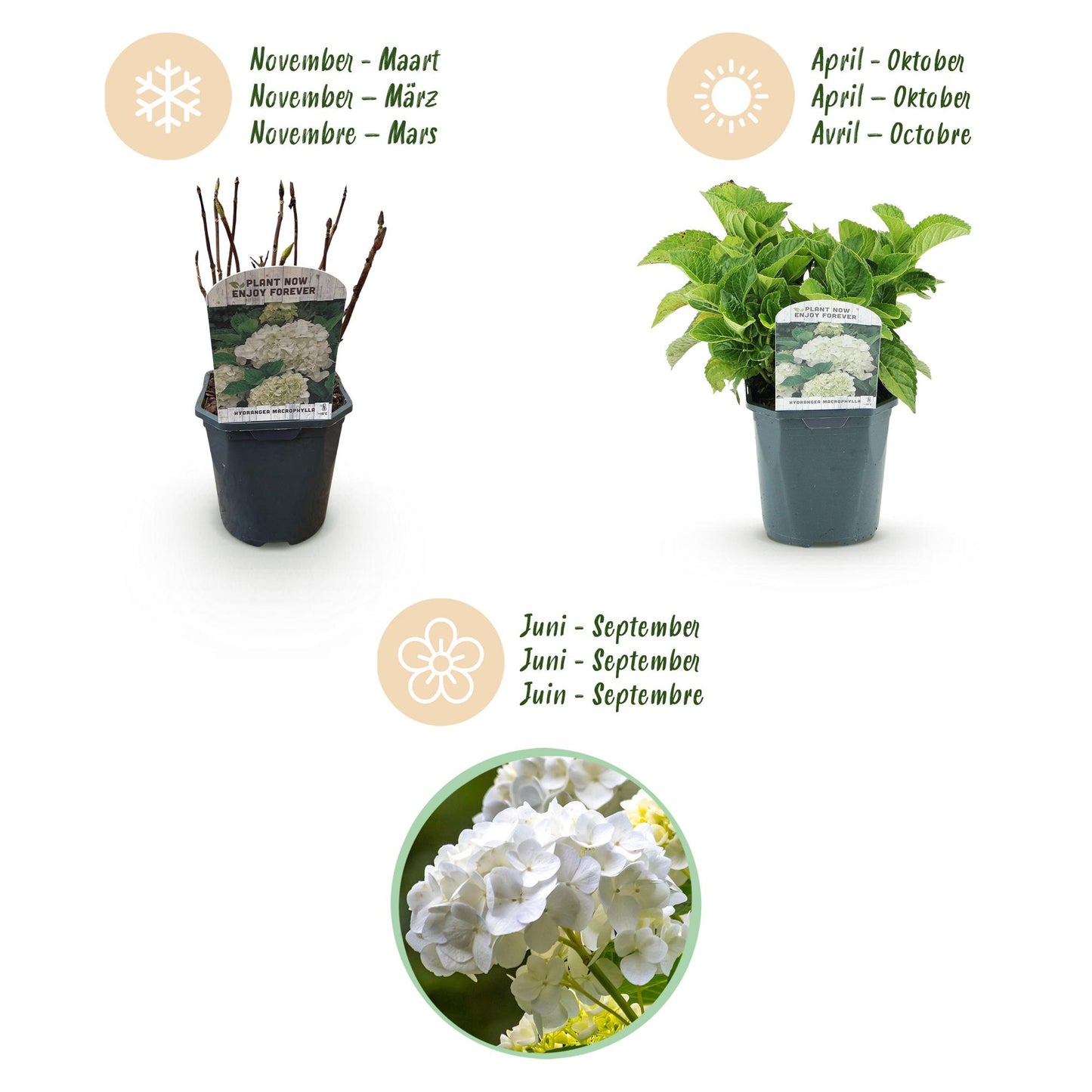 Hortensia de jardin (Hydrangea macrophylla), arbuste fleuri rustique, Pot 17 cm, Hauteur 30 cm