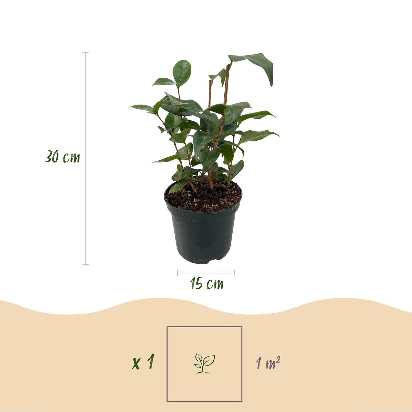 Camellia japonica Tricolour en pot avec indication de hauteur 30cm et diamètre du pot 15cm. Info: 1 plante par m².