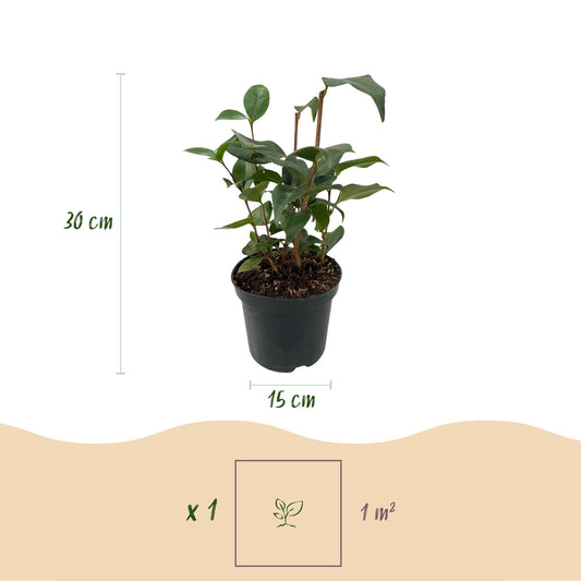 Camellia japonica Tricolour en pot avec indication de hauteur 30cm et diamètre du pot 15cm. Info: 1 plante par m².