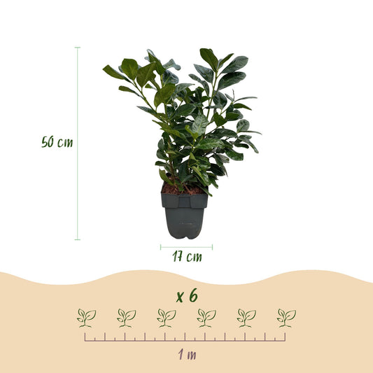 Prunus laurocerasus Etna : Schéma d'une plante de 50 cm de haut en pot de 17 cm, et d'un mètre linéaire pour 6 plantes.