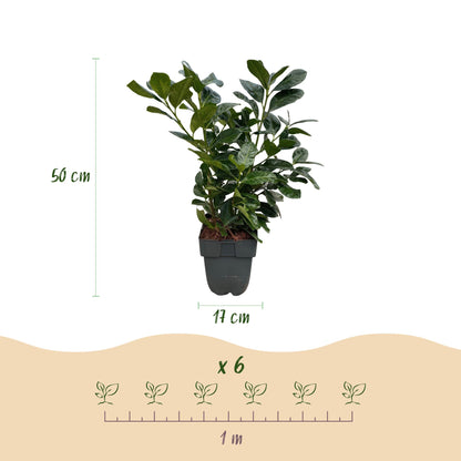 Prunus laurocerasus Etna : Schéma d'une plante de 50 cm de haut en pot de 17 cm, et d'un mètre linéaire pour 6 plantes.