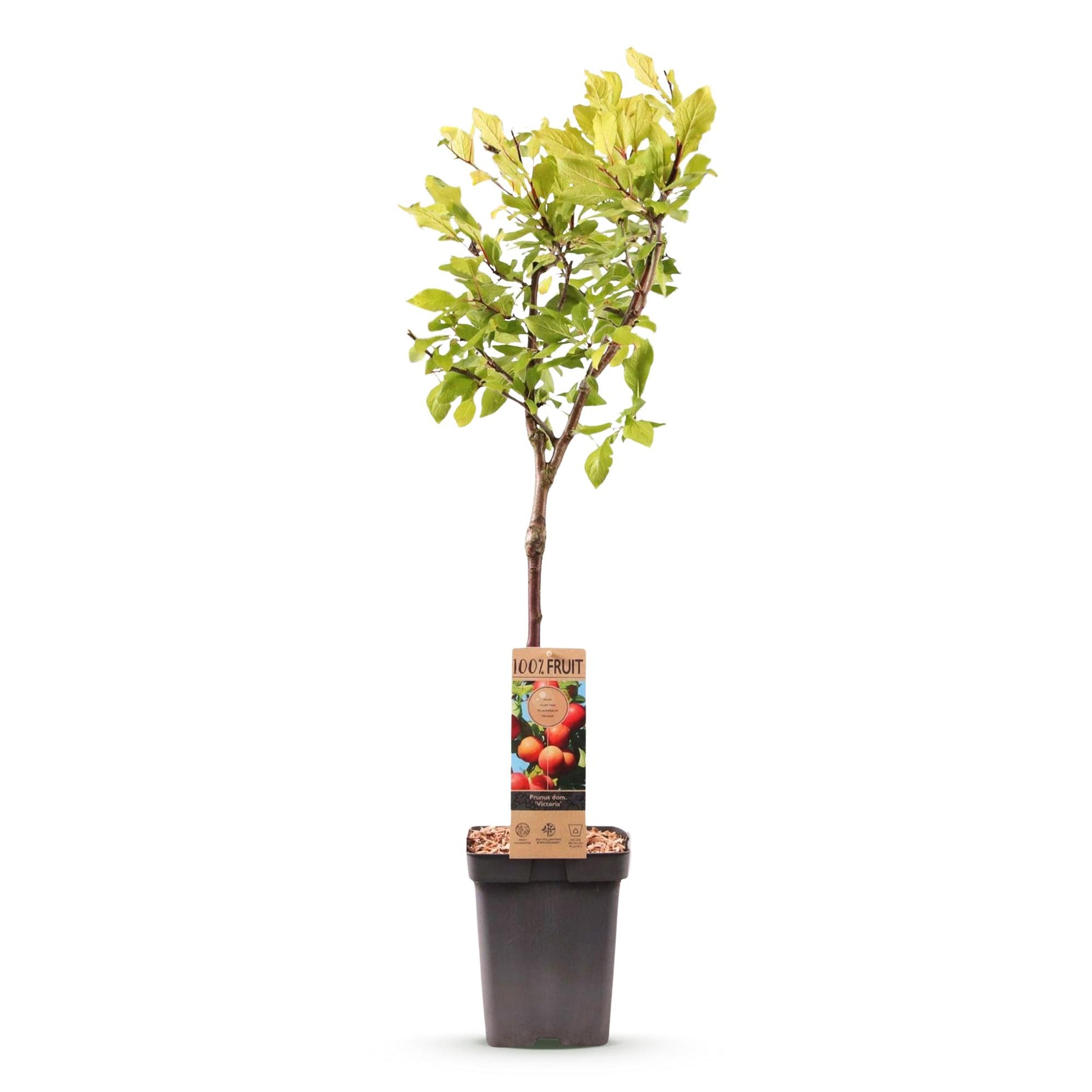 Prunier 'Victoria'. Jeune plant d'arbre fruitier en pot noir, feuillage vert clair, étiquette montrant des prunes orange-rosées, sur fond bl