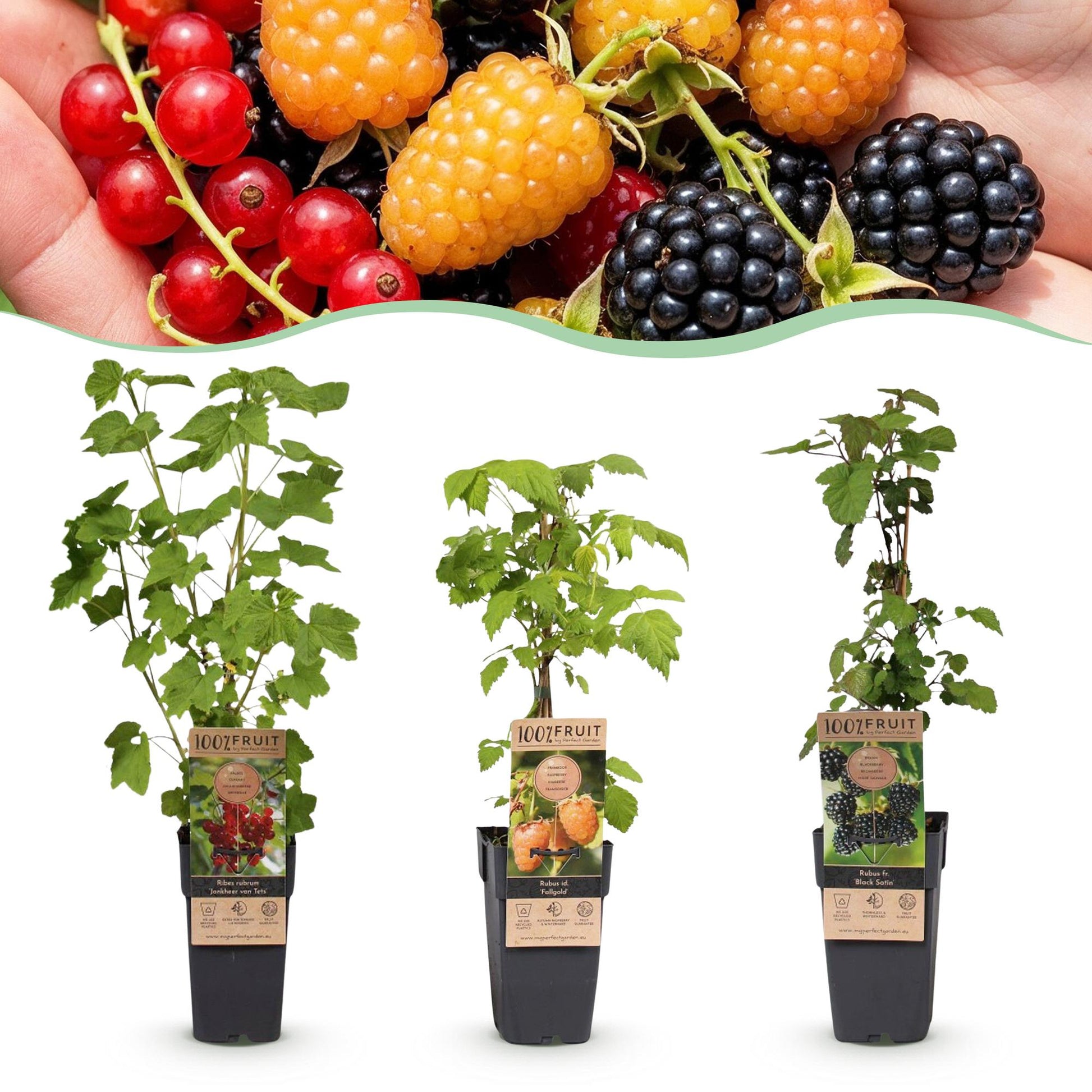 Ribes-Rubes Tricolour : Trois jeunes plants de framboise et de groseille en pot sur fond blanc, avec un aperçu des fruits.