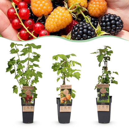 Ribes-Rubes Tricolour : Trois jeunes plants de framboise et de groseille en pot sur fond blanc, avec un aperçu des fruits.