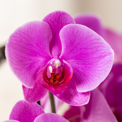 Orchidée Phalaenopsis violette en pot