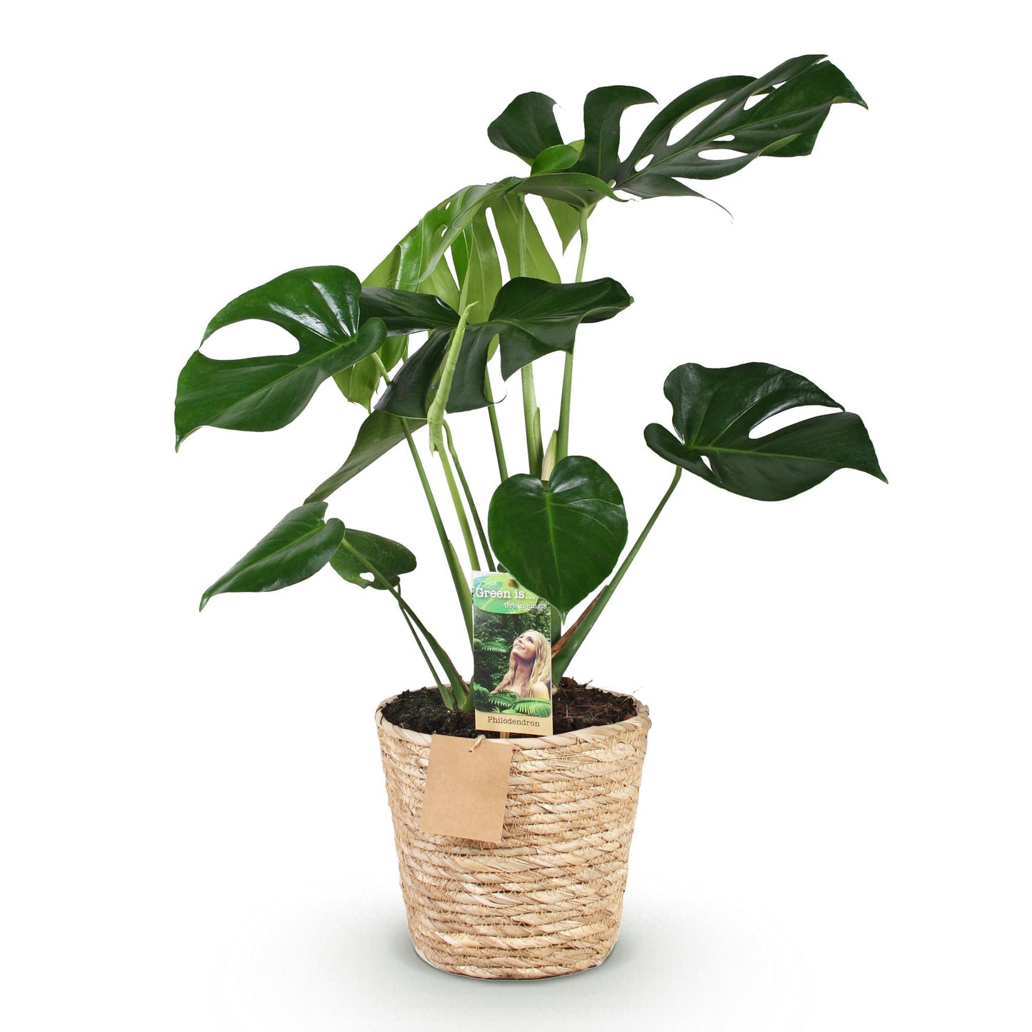Plantes d'intérieur - Monstera Deliciosa - Plante à trous - Peu d'entretien - avec panier - Vert - 1 Plante - Pot 17cm - Hauteur 50-55cm