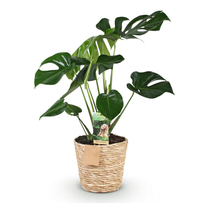 Plantes d'intérieur - Monstera Deliciosa - Plante à trous - Peu d'entretien - avec panier - Vert - 1 Plante - Pot 17cm - Hauteur 50-55cm