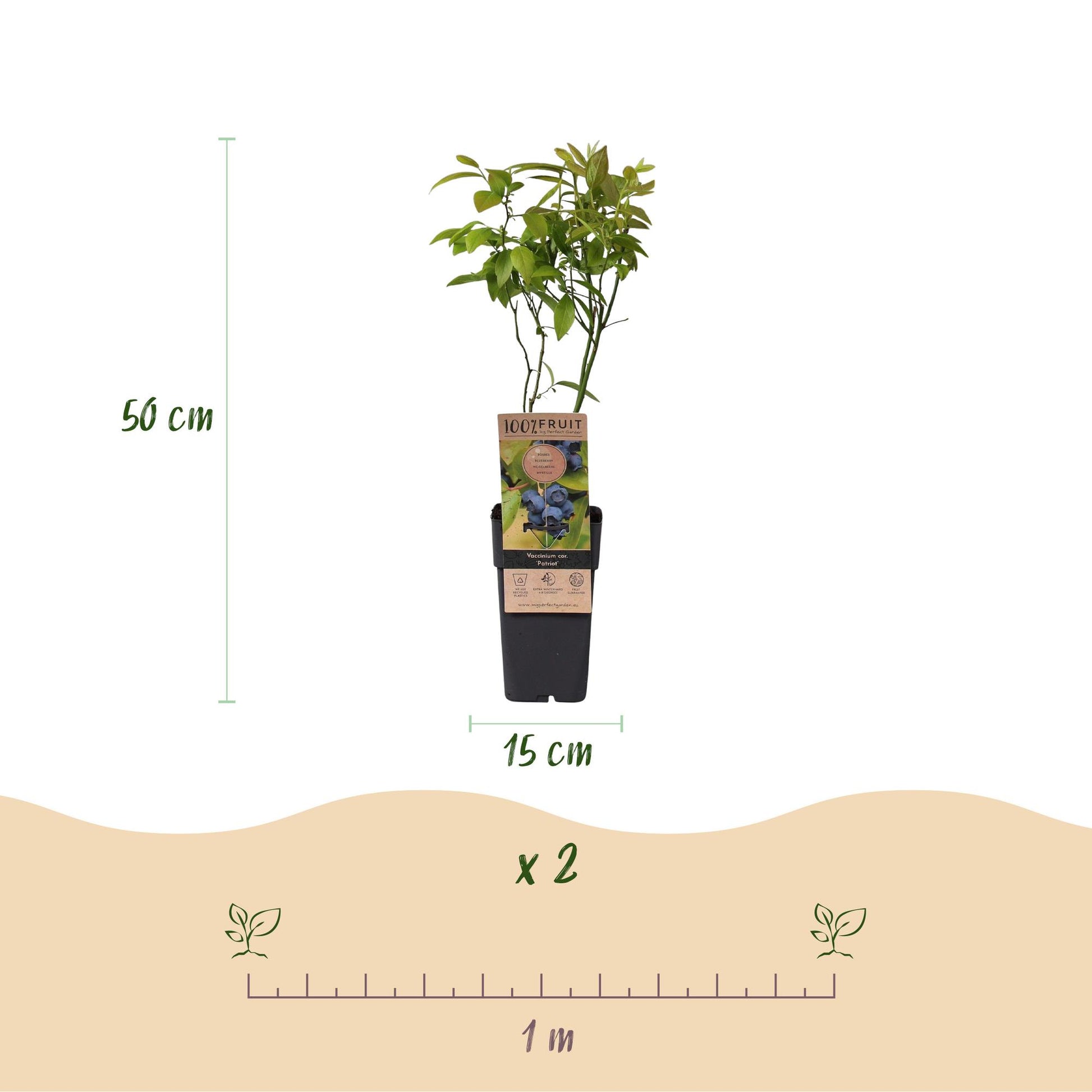 Vaccinium corymbosum Patriot : plant de myrtille de 50 cm de haut en pot de 15 cm. Lot de 2 plants, espacement conseillé de 1 mètre.