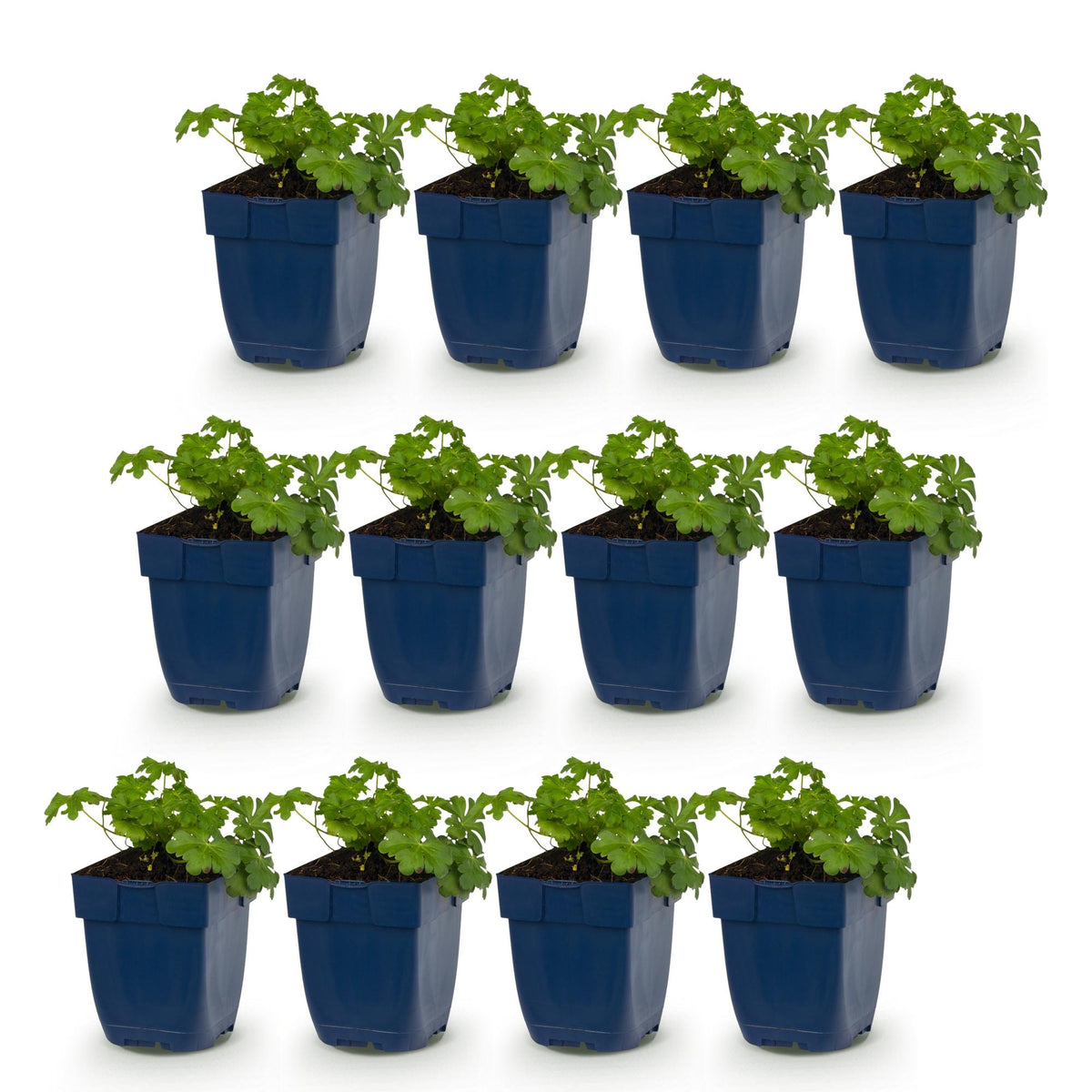 Géranium 'Cambridge' - lot de 12 plants en pot de 11 cm