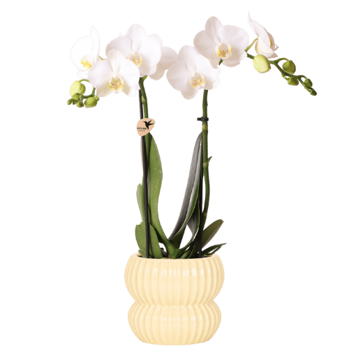 Orchidée Phalaenopsis blanche Amabilis avec cache-pot nervuré arrondi jaune