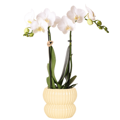 Orchidée Phalaenopsis blanche Amabilis avec cache-pot nervuré arrondi jaune