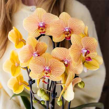 Orchidée Phalaenopsis jaune et rose en pot
