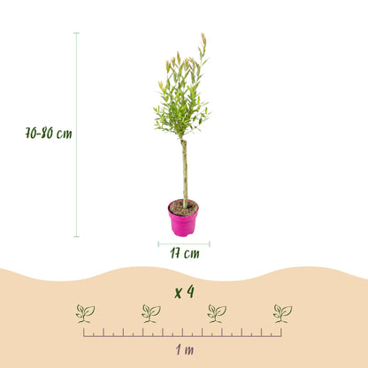 Salix Flamingo : infographie montrant un plant en pot rose, avec sa hauteur (70-80 cm) et le diamètre de son pot (17 cm). En bas, l'espaceme