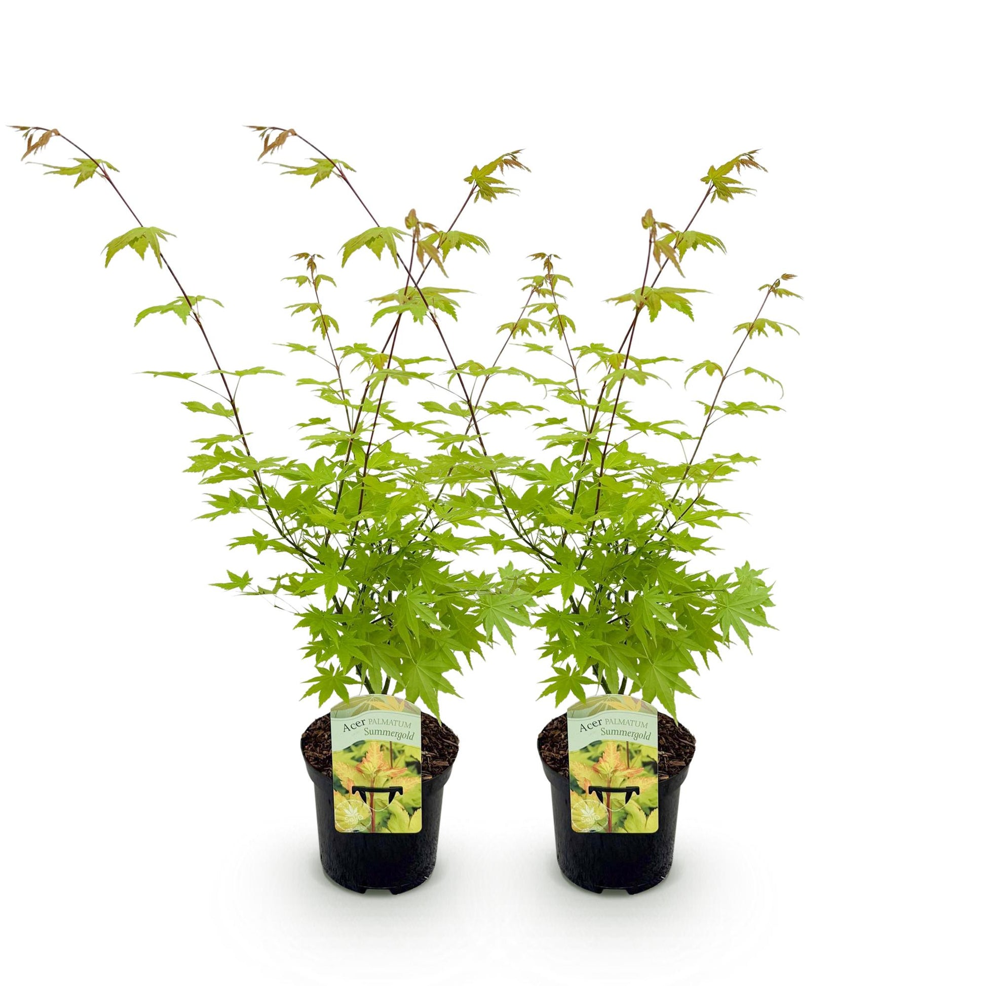 Acer palmatum Summergold, deux jeunes érables japonais à feuilles vert vif dans des pots noirs, sur fond blanc uni.