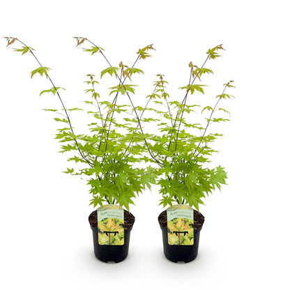 Acer palmatum Summergold, deux jeunes érables japonais à feuilles vert vif dans des pots noirs, sur fond blanc uni.