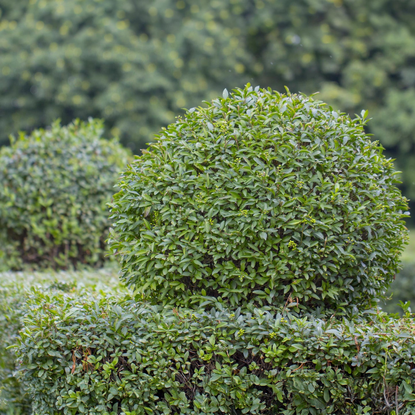 Ligustrum ovalifolium, gros plan d'un feuillage dense et vert d'un arbuste taillé en boule, avec des petites fleurs ou fruits verts.
