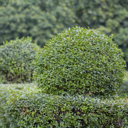 Ligustrum ovalifolium, gros plan d'un feuillage dense et vert d'un arbuste taillé en boule, avec des petites fleurs ou fruits verts.