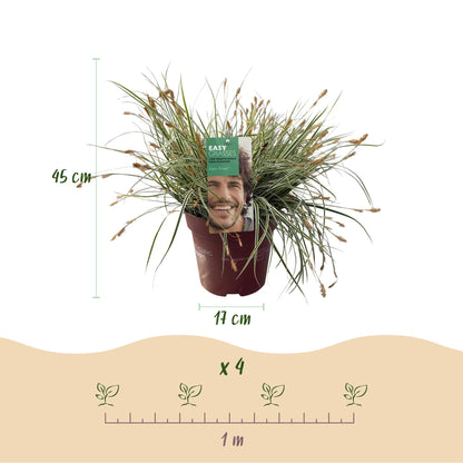 Carex oshimensis Everest : illustration des dimensions d'un plant de 45 cm de haut et 17 cm de diamètre, avec un espacement de plantation de