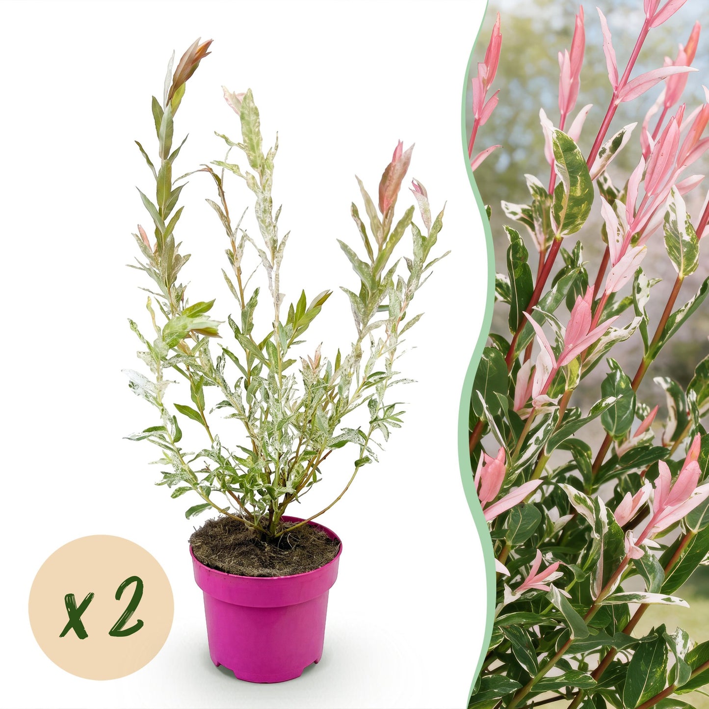 Salix Flamingo : Saule crevette avec un feuillage vert panaché de blanc et des jeunes pousses roses, présenté en pot avec l'indication « x2 