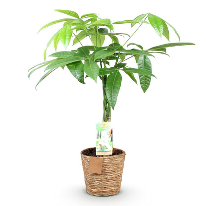 Plantes d'intérieur - Pachira Aquatica tige tressée - Arbre à argent - Peu d'entretien - avec panier - Vert - 1 Plante - Pot 17cm - Hauteur 60-70cm