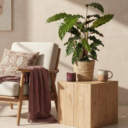 Plantes d'intérieur - Calathea Rufibarba - Plante paon - Peu d'entretien - avec panier - Vert - 1 Plante - Pot 17cm - Hauteur 55-60cm