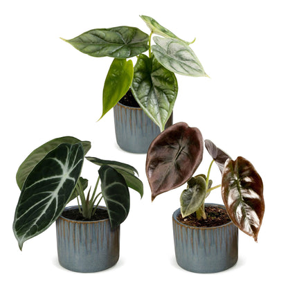 Trio de bébés Alocasia en pot de 6 cm, cache-pot bleu gris