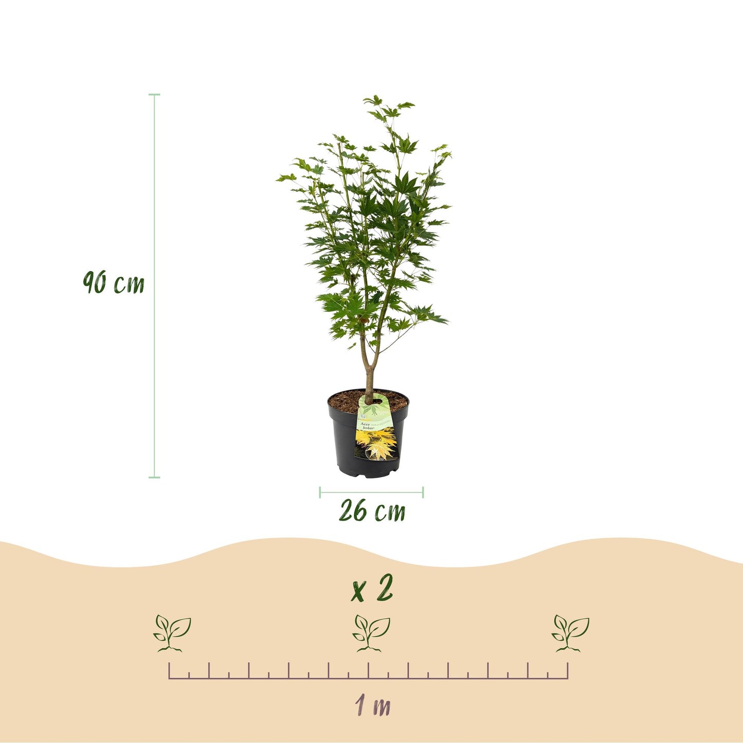 Acer palmatum Jordan, Érable japonais, schéma indiquant une hauteur de 90 cm, un pot de 26 cm de diamètre et un espacement de plantation de 