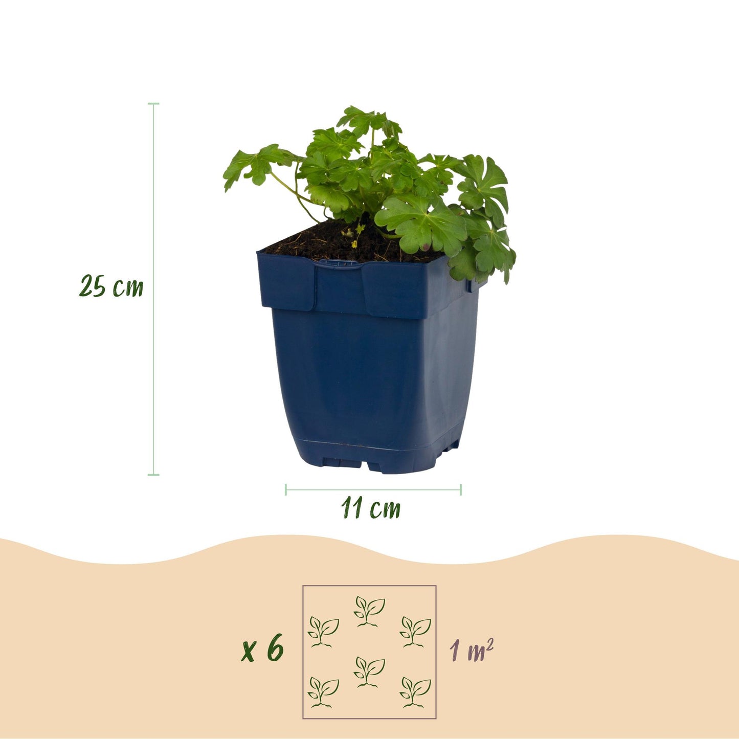 Géranium macr. Czakor : infographie avec un plant en pot, indiquant une hauteur de 25 cm et un pot de 11 cm. Un schéma montre 6 plants pour 