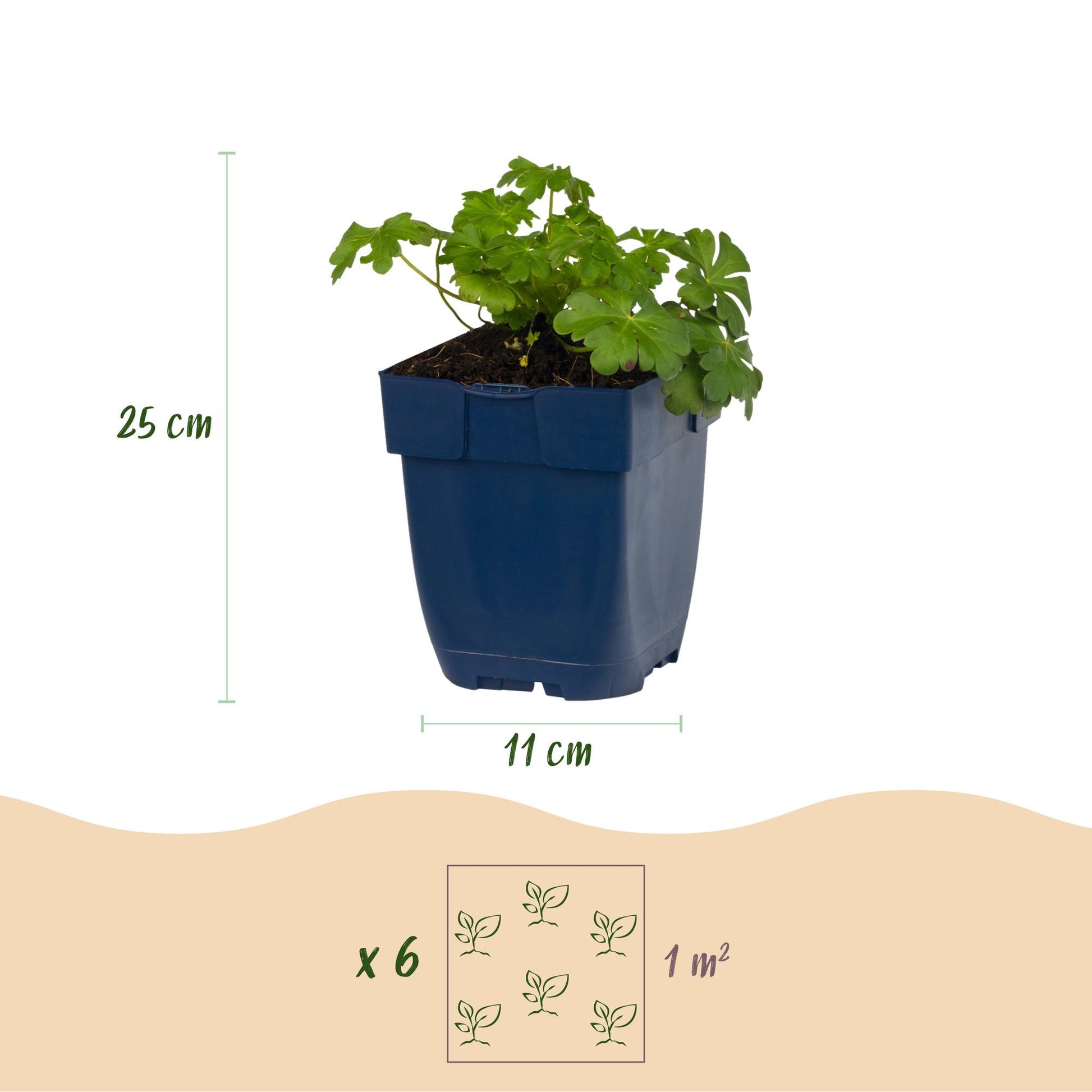 Géranium macr. Czakor : infographie avec un plant en pot, indiquant une hauteur de 25 cm et un pot de 11 cm. Un schéma montre 6 plants pour 