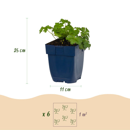 Géranium macr. Czakor : infographie avec un plant en pot, indiquant une hauteur de 25 cm et un pot de 11 cm. Un schéma montre 6 plants pour 