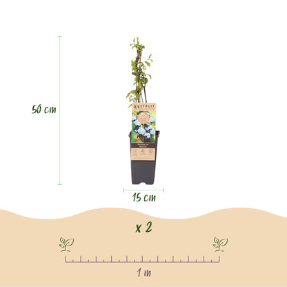Vaccinium corymbosum Bluecrop, plant de myrtille en pot, avec indication de hauteur (50 cm), diamètre du pot (15 cm), quantité (x2) et espac