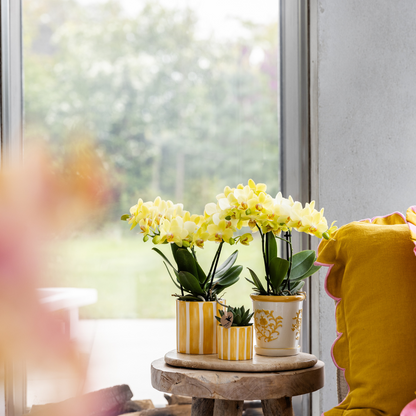 Orchidée Phalaenopsis jaune en pot