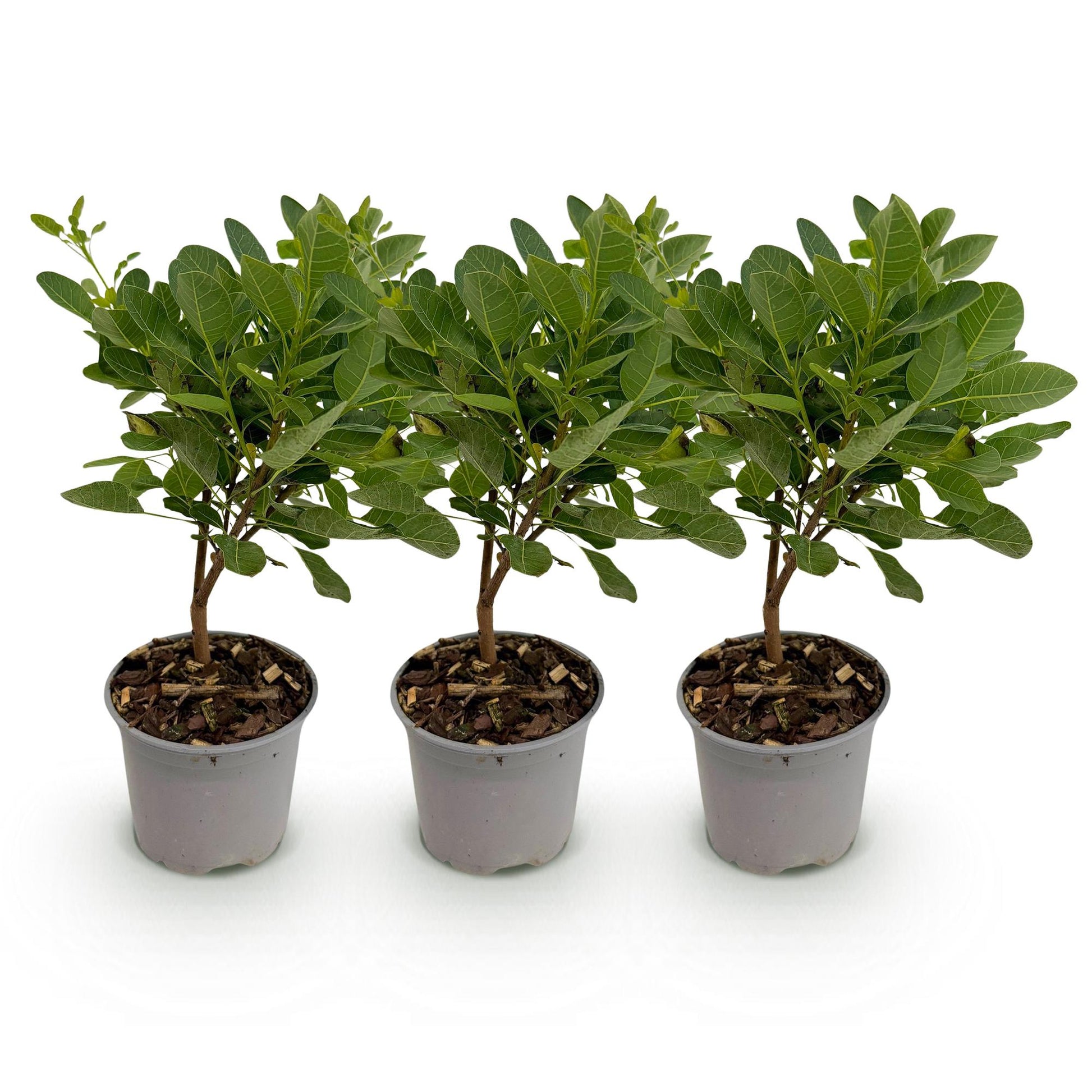 Cotinus coggyria Young Lady. Trois jeunes plants de Cotinus coggyria Young Lady en pot alignés sur un fond blanc uni, prêts à être plantés.