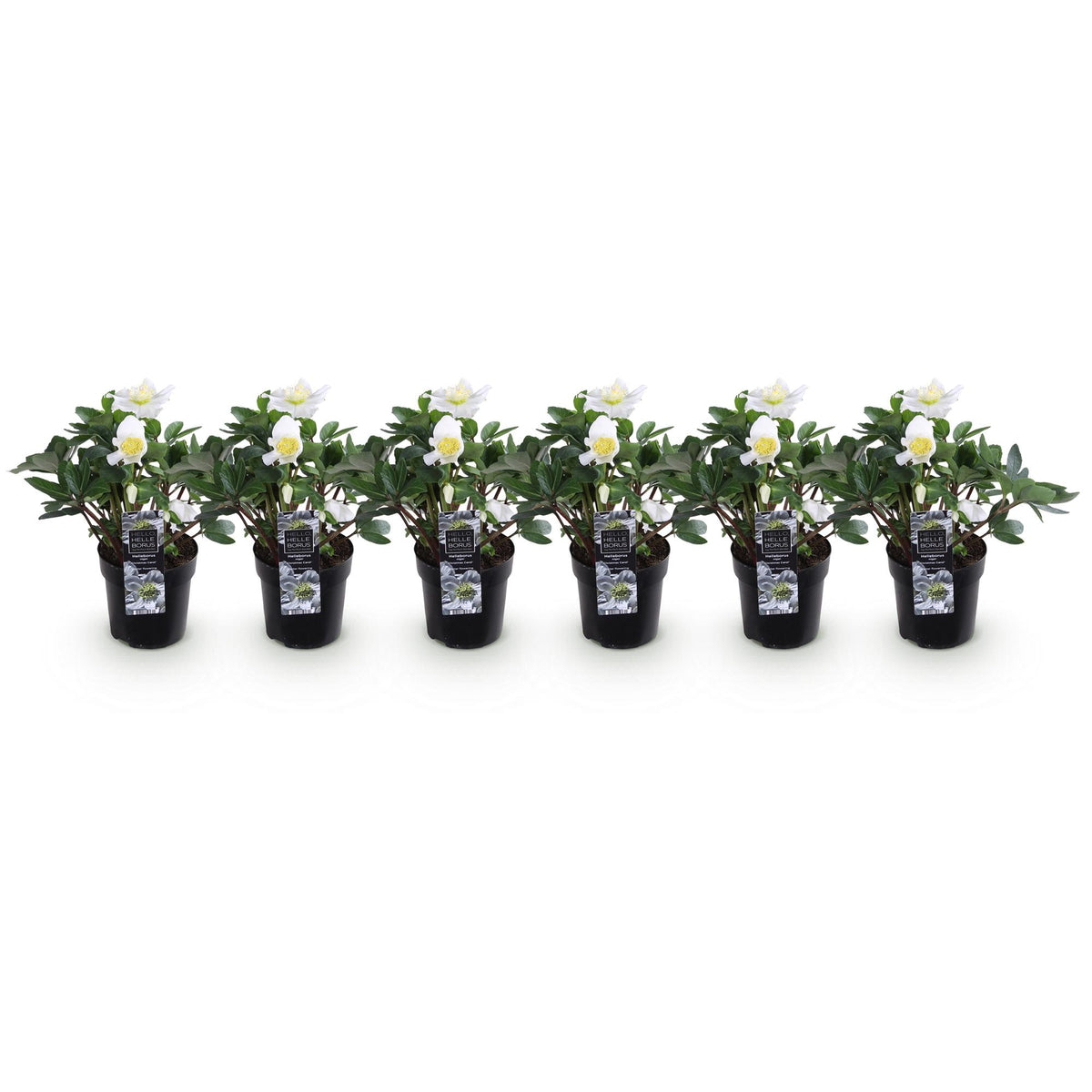 Rose de Noël 'Christmas Carol' - lot de 6 plants en pot de 10,5 cm