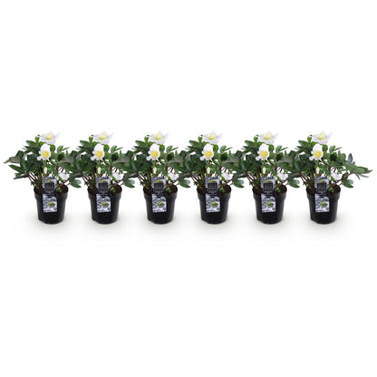 Rose de Noël 'Christmas Carol' - lot de 6 plants en pot de 10,5 cm