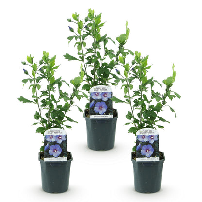 Hibiscus syriacus Oiseau Bleu : trois jeunes plants d'hibiscus en pot alignés, sur fond blanc uni, prêts à être plantés.